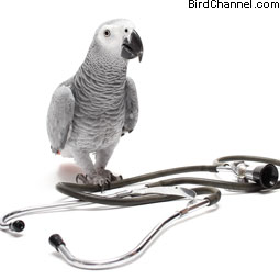Image result for parrot doctor